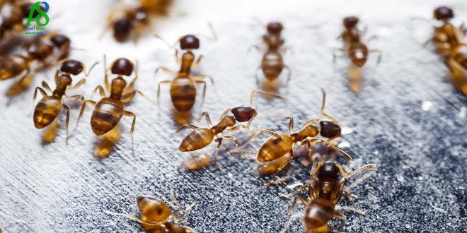 كم-يبلغ-عدد-النمل-المقاتل-في-مستعمراته