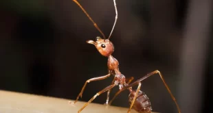 تظهر الدراسة تآكل جينوم النمل المرتبط بفقدان السمات الوظيفية والسلوكية والاجتماعية في 3 أنواع من الفصيلة الخبيثة .يشتهر النمل في عالـ......