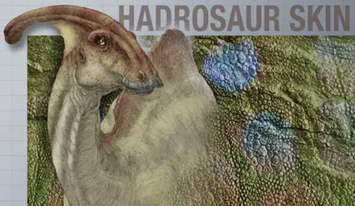 توضح دراسة جديدة من جامعة ييل انتشار جلد هادروسور بين جميع أحافير جلد الديناصورات المعروفة ، وكشفت أن جلد هادروسور أكثر احتمالا بنسبـ.....