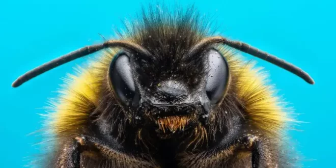 أظهرت دراسة جديدة أن النحل يلتقط "اتجاهات" جديدة في سلوكه من خلال المشاهدة والتعلم من النحل الآخر ، وأن أحد أشكال السلوك يمكن أن ينتشر بسـ...